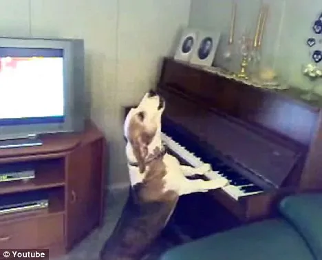 Ο σκύλος που παίζει πιάνο και τραγουδά!