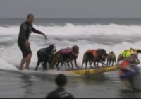 dog surfing2