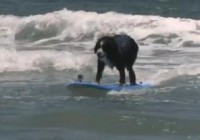 dog surfing3