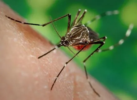 20 Αυγούστου | Παγκόσμια Ημέρα κατά των κουνουπιών