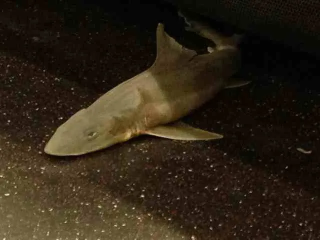 Νέα Υόρκη | Βρέθηκε νεκρός καρχαρίας μέσα στο μετρό 