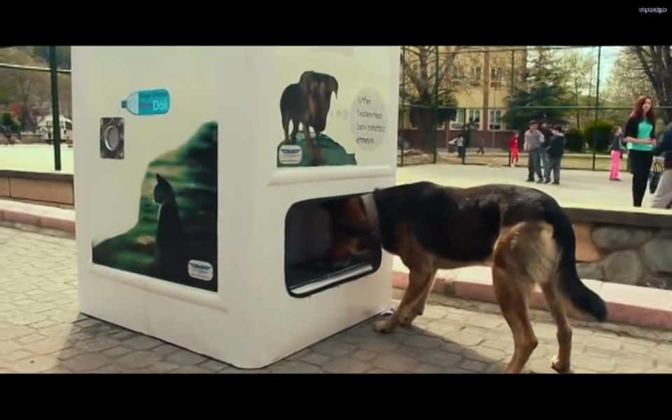 Να πώς η ανακύκλωση σώζει αδέσποτα σκυλιά στην Τουρκία