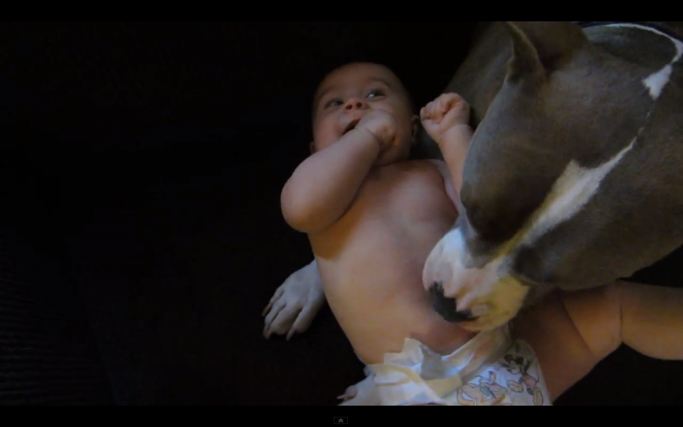 Αυτό το pitbull κάνει ένα μωράκι να γελάει και είναι αξιολάτρευτο