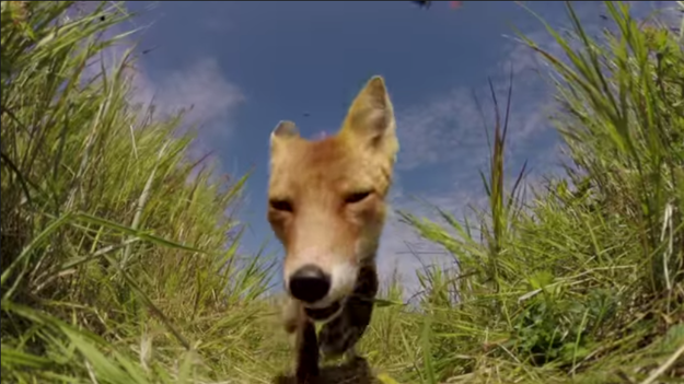 Αλεπού - GoPro Camera 1-0