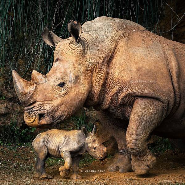 22 εκπληκτικές φωτογραφίες άγριων ζώων που θα λατρέψετε