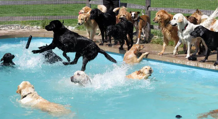 Μίσιγκαν: Ένα pool party μόνο για σκύλους
