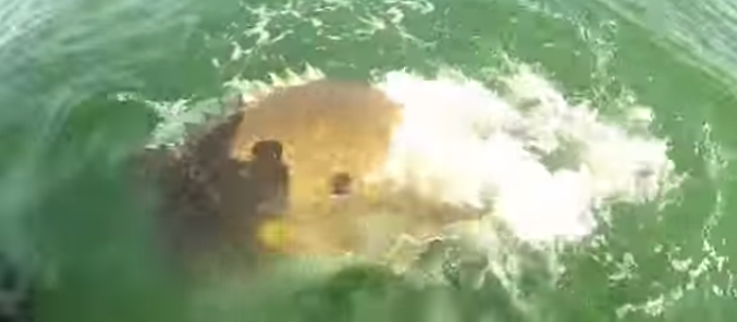 Μια σφυρίδα τεραστίων διαστάσεων καταπίνει καρχαρία [video]