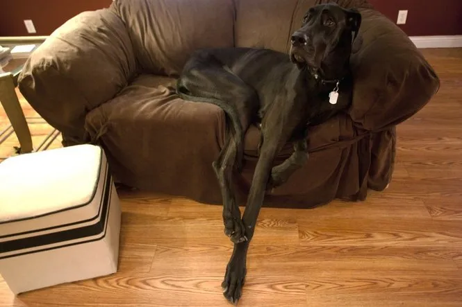 Έφυγε από τη ζωή ο Δίας, ο ψηλότερος σκύλος του κόσμου