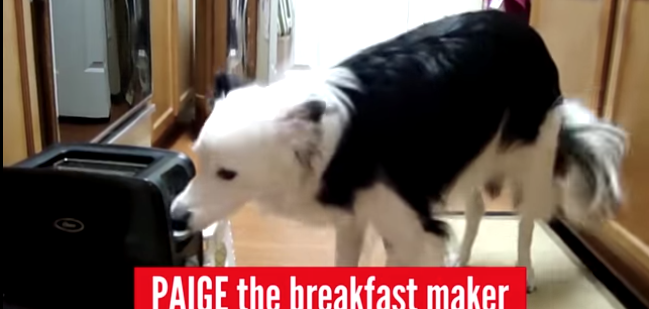 Όταν τα σκυλιά αναλαμβάνουν χρέη νοικοκυράς... Δείτε το βίντεο!