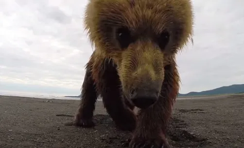 Πώς πιστεύετε ότι αντέδρασε μία καφέ αρκούδα που είδε μία GoPro!