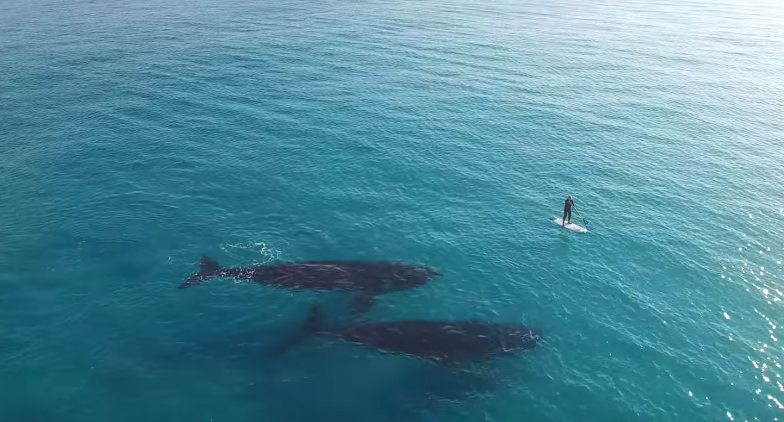 Ένα drone καταγράφει ένα απίστευτο βίντεο με 2 γιγάντιες φάλαινες και έναν άνθρωπο!