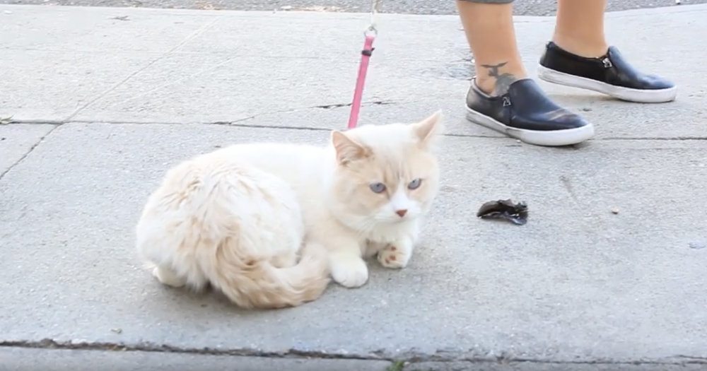 Όταν κάποιοι προσπάθησαν να βγάλουν βόλτα τις γάτες τους...(βίντεο)