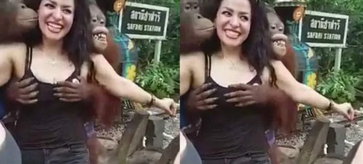 Viral: Ουρακοτάγκος χούφτωσε και ζούληξε το στήθος τουρίστριας!