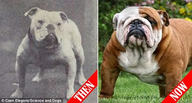 Πώς εξελίχθηκαν διάσημες ράτσες σκύλων μέσα στα χρόνια; (βίντεο)