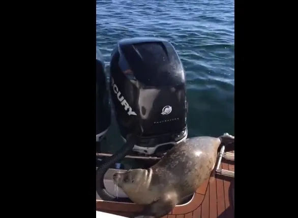 Απίστευτο: Φώκια πήδηξε σε βάρκα για να γλιτώσει από φάλαινες!