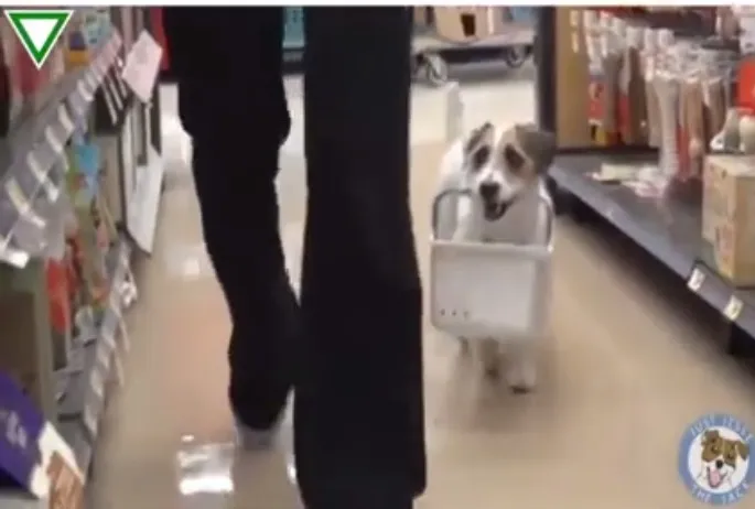 Όλοι θα θέλαμε ένα σκύλο σαν και αυτόν! (βίντεο)