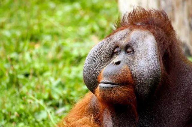 monkey-orangutan-animal-face-52530