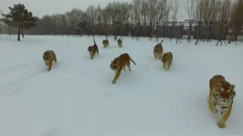 Viral: Τίγρεις κυνηγούν drone και φυσικά το κατατροπώνουν (video)