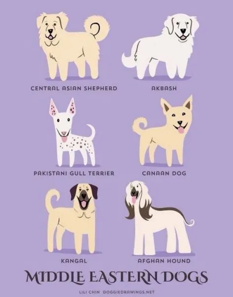 Όλες οι ράτσες σκύλων που υπάρχουν μέσα από ένα infographic!