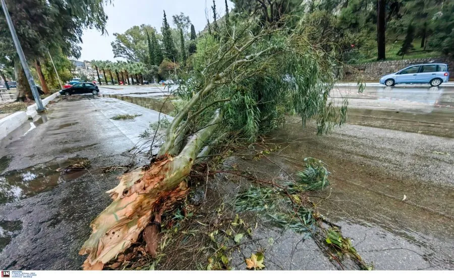 Αργολίδα: Οι δρόμοι μετατράπηκαν σε ποτάμια - Έπεσαν δέντρα (ΕΙΚΟΝΕΣ)