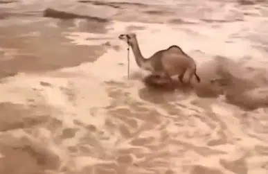 Απίστευτες εικόνες: Καμήλες παρασέρνονται στην έρημο από τα ορμητικά νερά