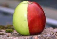 Το ... διχασμένο μήλο! 