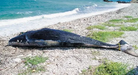 Ρόδος: Βρέθηκε νεκρή φάλαινα