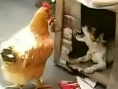 Το Video της ημέρας | Σκύλος την πέφτει σε κότα!