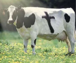 Αγελάδα καταδικάστηκε για παραπλάνηση ανδρός