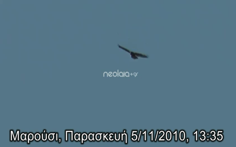 Γεράκια πετάνε πάνω από την Αθήνα! (video)