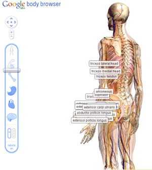 Google Body Browser | Google Earth για το ανθρώπινο σώμα;;;