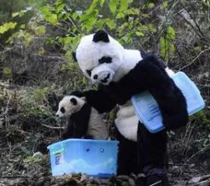 Ντύθηκαν panda να μην τρομάξουν τα μωρά!