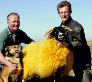Παράξενες Ειδήσεις | Πορτοκαλί πρόβατο για να μην το κλέψουν!