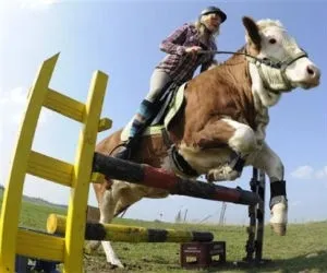 Παράξενες Ειδήσεις | Μετέτρεψε την αγελάδα σε άλογο! (video)