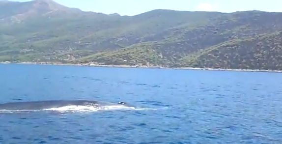 Φάλαινα στο Πόρτο Γερμενό!
