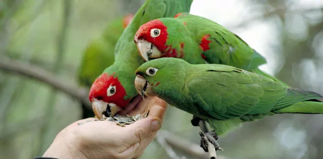 Παράξενες Ειδήσεις | Παπαγάλοι σε κατάσταση hangover!