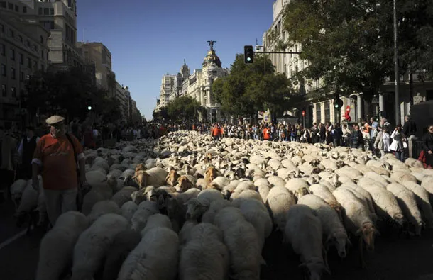 Μαδρίτη | 5,000 πρόβατα στους δρόμους!