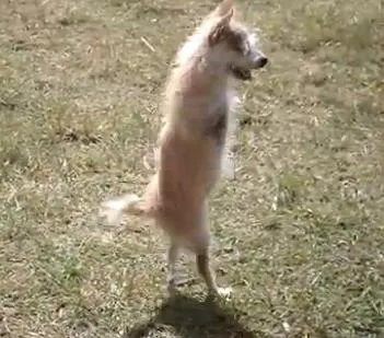 Σκύλος με 2 πόδια! (video)
