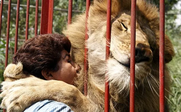 Η αγκαλιά του λιονταριού! 