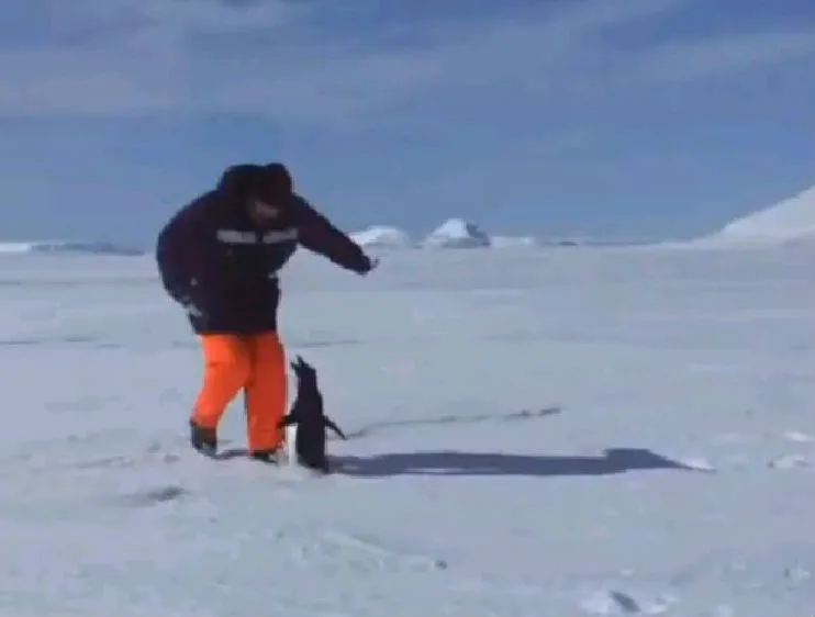 Ο αιμοβόρος πιγκουίνος! (video)