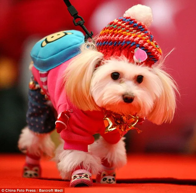 Κίνα | Παρέλαση καλοντυμένων σκύλων! 
