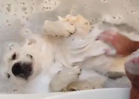 Ο σκύλος που απολαμβάνει το μπάνιο! (video)