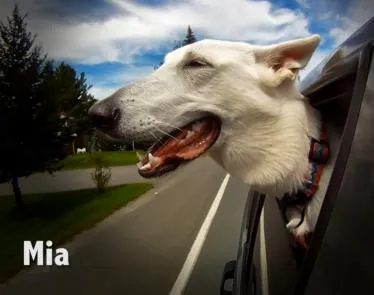Σκύλος | Η απόλαυση να κοιτάει από το παράθυρο (video)