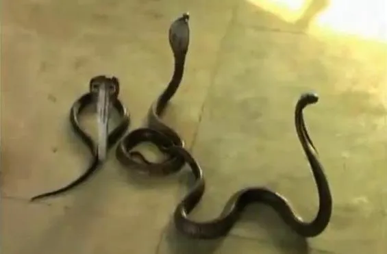 H εφορία του ζήτησε λάδωμα και τους έδωσε δηλητηριώδη φίδια [βίντεο]