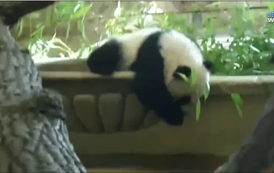 Η πτώση ενός... Panda | Ξεκαρδιστικό βίντεο