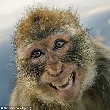 Τα πιο χαμογελαστά ζώα που έχετε δει ποτέ! [gallery]