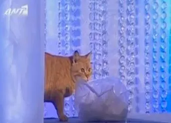 Η γάτα που τρώει τα σουβλάκια του Κωστόπουλου! (video)
