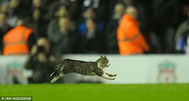 Γάτα βρέθηκε στο γήπεδο σε αγώνα της Liverpool!