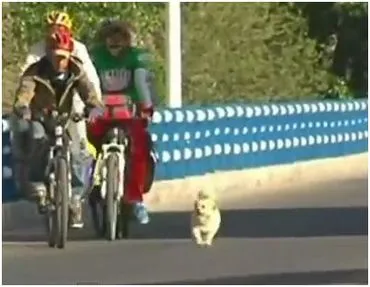 Αδέσποτος σκύλος ακολούθησε ποδηλάτη για 20 μέρες!