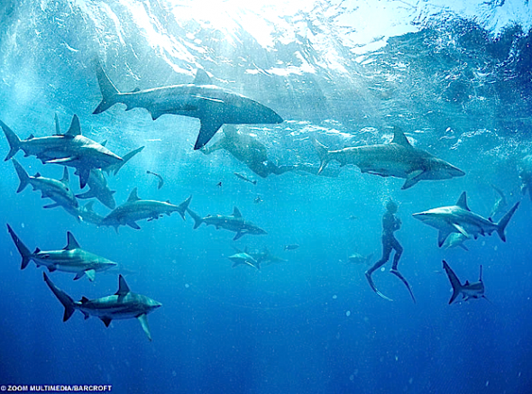 Ελεύθερο κολύμπι με καρχαρίες στο Miami. 